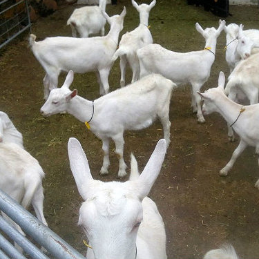 Saanen Goats - Image 4