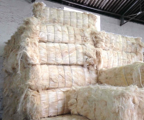 Sisal Fiber SSUG Grade - Image 5
