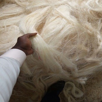 Grade 3L Sisal Fibre - Image 4
