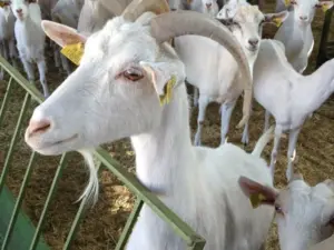 Saanen Goats