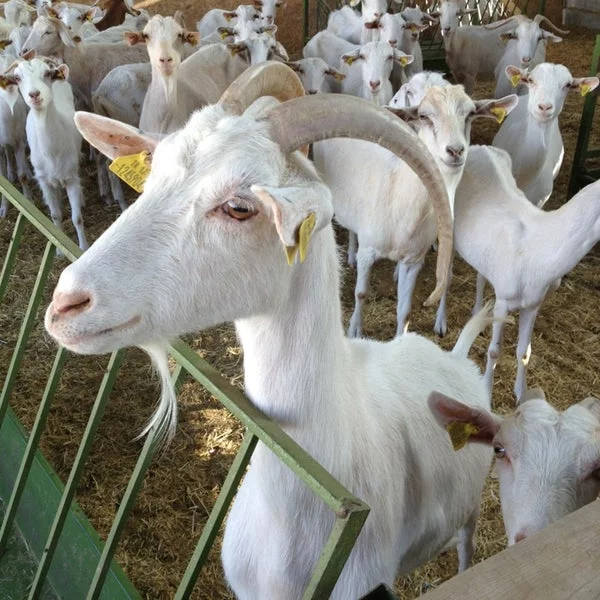 Saanen Goats