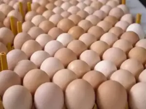 Fertile hatching eggs cobbs and ross 308