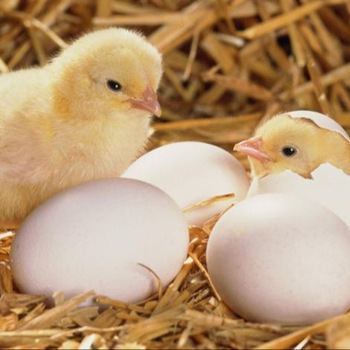 Fertile hatching eggs cobbs and ross 308 - Image 3