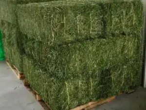 Alfalfa hay