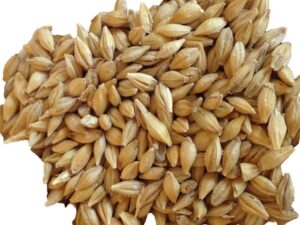 Barley