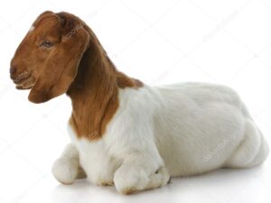 Boer Goat