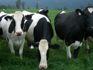 Live Dairy Cows