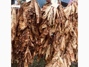 Dried tobacco leaves